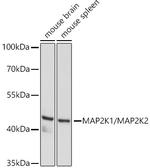 MEK1/MEK2 Antibody in Western Blot (WB)