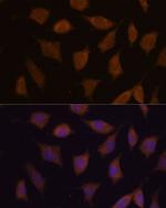 FBXW8 Antibody in Immunocytochemistry (ICC/IF)