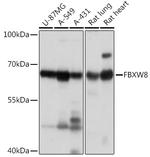 FBXW8 Antibody in Western Blot (WB)