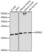 HSPB11 Antibody in Western Blot (WB)