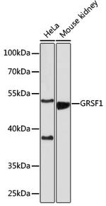 GRSF1 Antibody in Western Blot (WB)