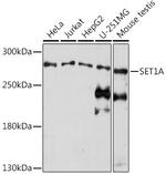 SETD1A Antibody in Western Blot (WB)