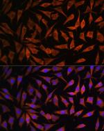 RPS8 Antibody in Immunocytochemistry (ICC/IF)