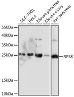 RPS8 Antibody in Western Blot (WB)