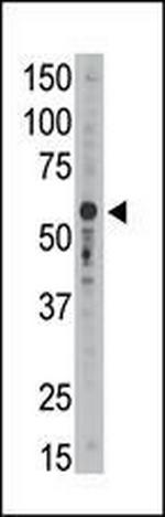 SIGLEC9 Antibody in Western Blot (WB)