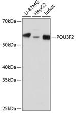 POU3F2 Antibody in Western Blot (WB)