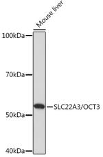 SLC22A3 Antibody in Western Blot (WB)