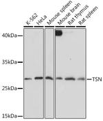 TSN Antibody in Western Blot (WB)