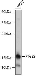 PTGES Antibody in Western Blot (WB)