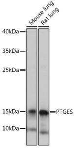 PTGES Antibody in Western Blot (WB)