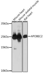 APOBEC2 Antibody in Western Blot (WB)