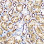 WWC2 Antibody in Immunohistochemistry (Paraffin) (IHC (P))