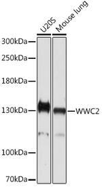 WWC2 Antibody in Western Blot (WB)