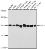 VDAC2 Antibody in Western Blot (WB)