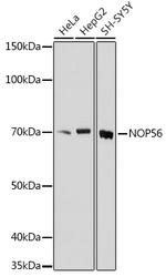 NOP56 Antibody in Western Blot (WB)