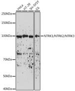 TrkA/TrkB/TrkC Antibody in Western Blot (WB)