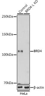 BRD4 Antibody in Western Blot (WB)