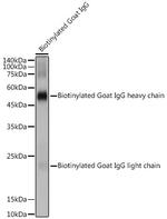 Biotin Antibody in Western Blot (WB)