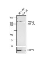 MLL4 Antibody in Western Blot (WB)