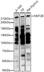 MLL4 Antibody in Western Blot (WB)