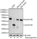 Lamin B1 Antibody in Western Blot (WB)