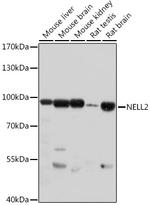 NELL2 Antibody in Western Blot (WB)