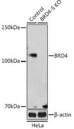 BRD4-S Antibody in Western Blot (WB)