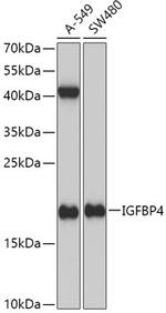 IGFBP4 Antibody in Western Blot (WB)