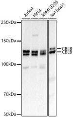 Cbl-b Antibody in Western Blot (WB)