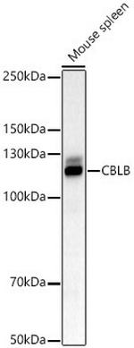 Cbl-b Antibody in Western Blot (WB)