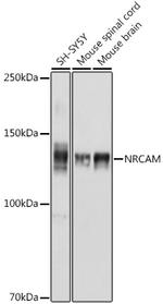 NRCAM Antibody in Western Blot (WB)