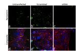 Pericentrin Antibody in Immunocytochemistry (ICC/IF)