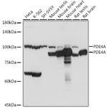 PDE4A Antibody in Western Blot (WB)