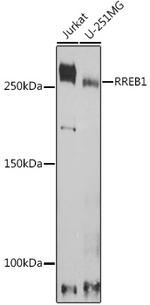 RREB1 Antibody in Western Blot (WB)