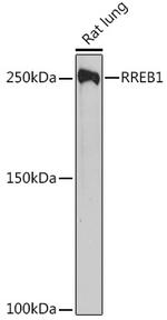 RREB1 Antibody in Western Blot (WB)