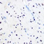 ZNF207 Antibody in Immunohistochemistry (Paraffin) (IHC (P))