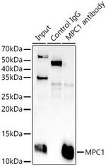 BRP44L Antibody in Immunoprecipitation (IP)