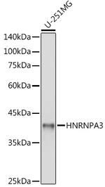 hnRNP A3 Antibody in Western Blot (WB)