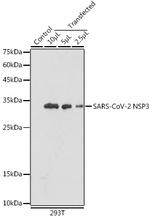 SARS-CoV-2 Nonstructural Protein 3 Antibody in Western Blot (WB)