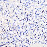 CD137 (4-1BB) Antibody in Immunohistochemistry (Paraffin) (IHC (P))