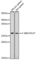 CD137 (4-1BB) Antibody in Western Blot (WB)