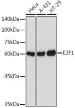 E2F1 Antibody in Western Blot (WB)