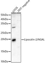 NGAL Antibody in Western Blot (WB)