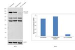 CAF1 p150 Antibody in Western Blot (WB)