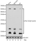 Acetylated Lysine Antibody in Western Blot (WB)