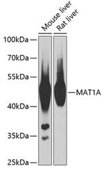 MAT1A Antibody in Western Blot (WB)