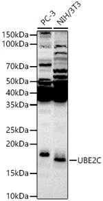 UBE2C Antibody in Western Blot (WB)