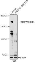 NSD3 Antibody in Western Blot (WB)