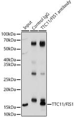 FIS1 Antibody in Immunoprecipitation (IP)