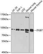 Integrin beta 7 Antibody in Western Blot (WB)